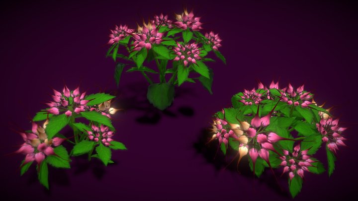 Flower Physoplexis Omosa 3D Model