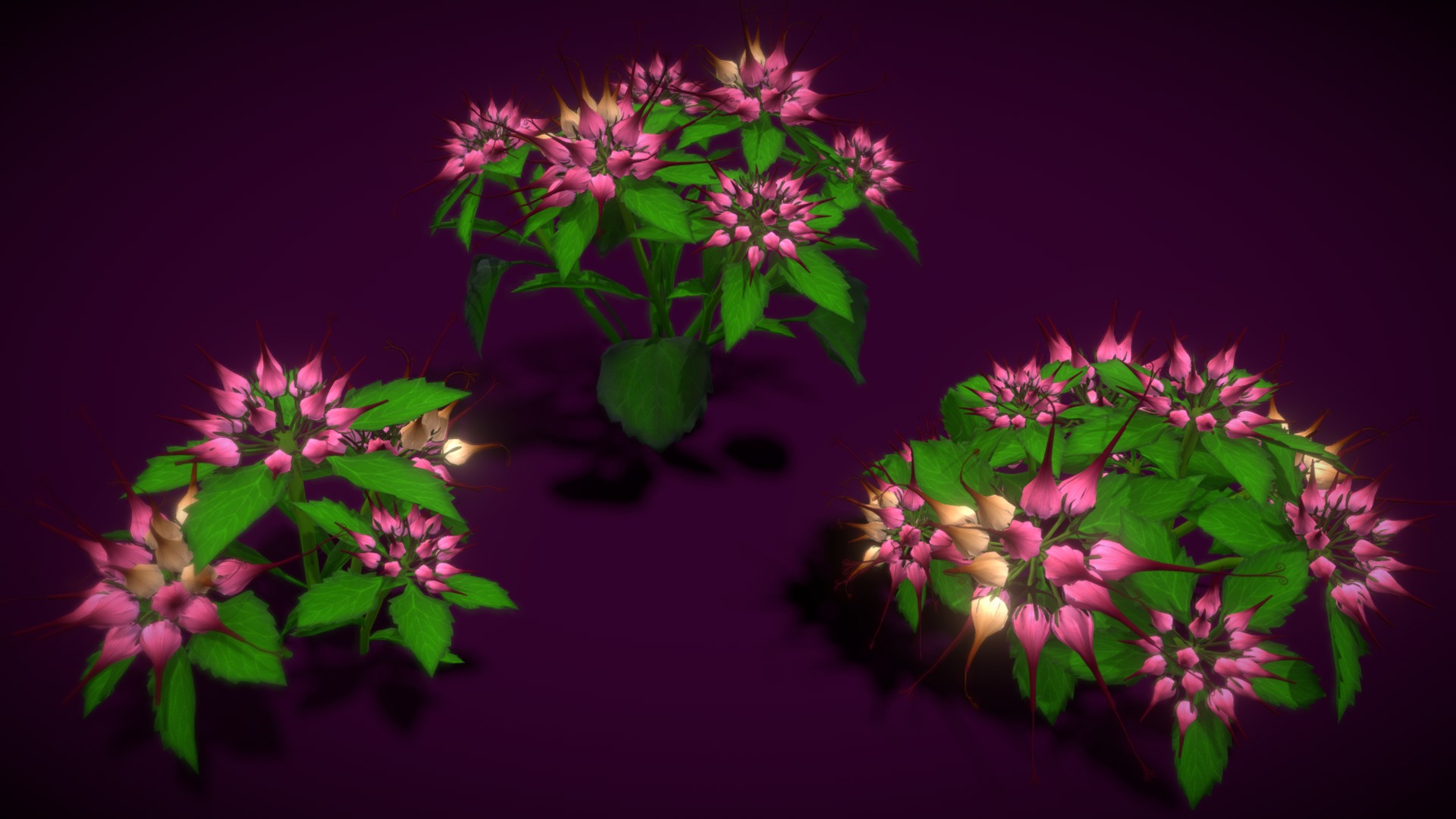 3D model Flower Physoplexis Omosa - This is a 3D model of the Flower Physoplexis Omosa. The 3D model is about a group of pink flowers.