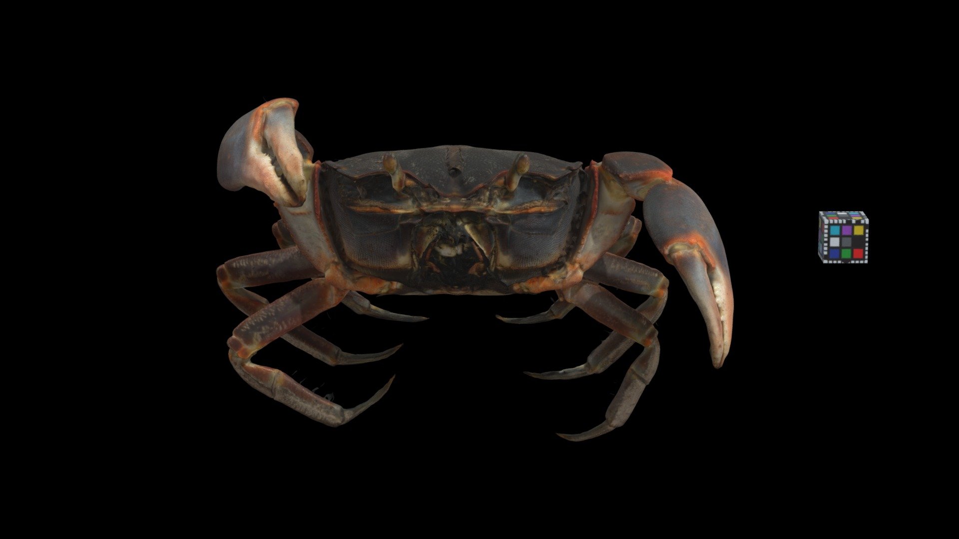 ハマガニ ♀ Mudflat Crab, Chasmagnathus convexus