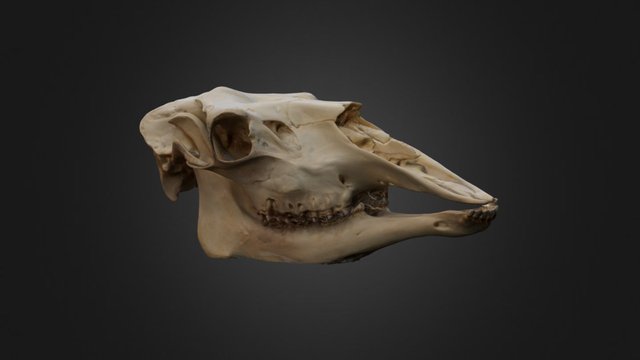 Animal Skull - A 3D model collection by papahartstudio - Sketchfab