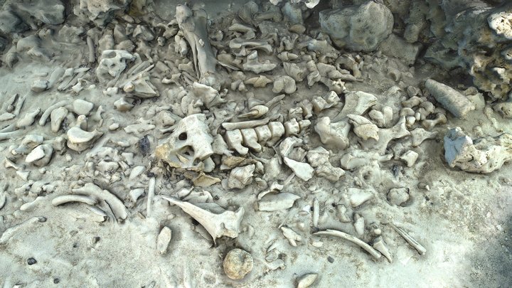 Giant Sloth Fosil 1 3D Model