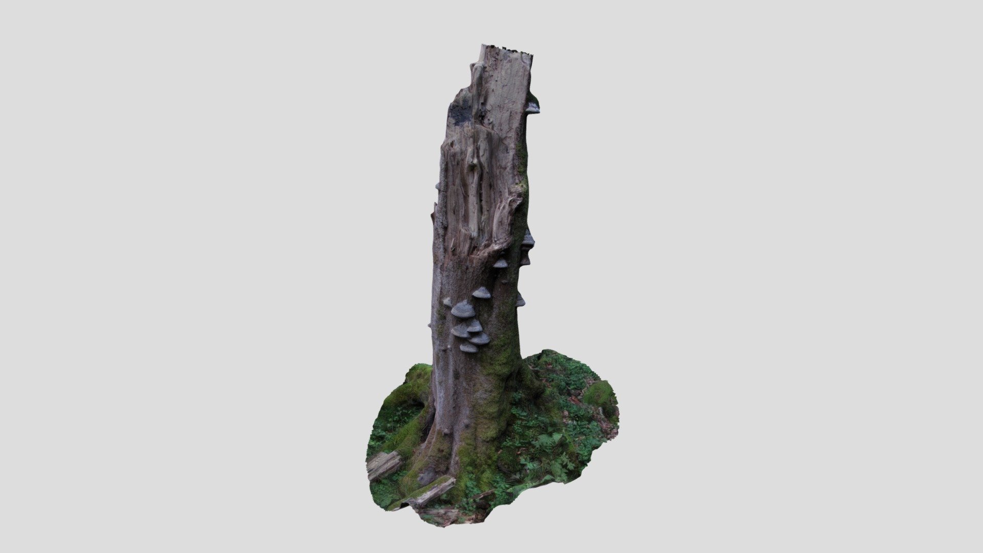 living dead tree Download Free 3D model by splendix [e4c80dc] Sketchfab
