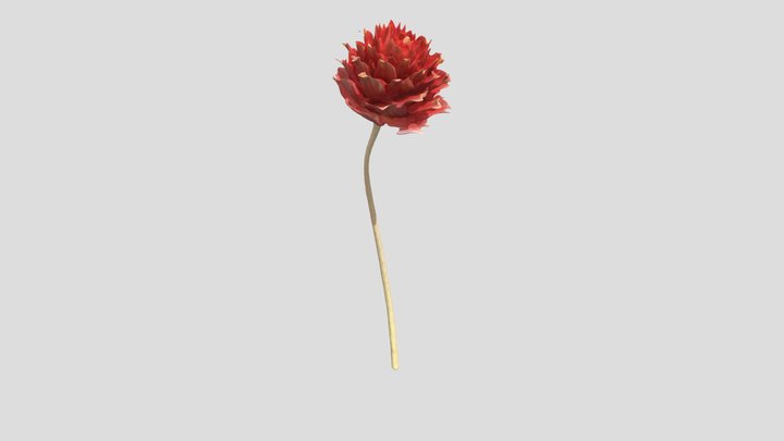 Dry flower 3D Model