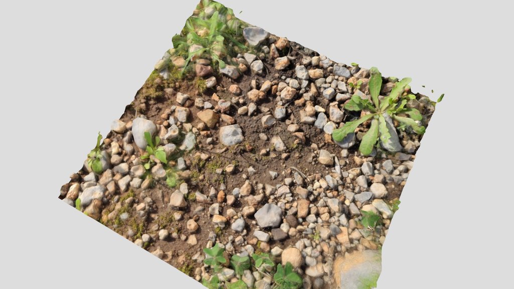 Tiny rocks and winter greens