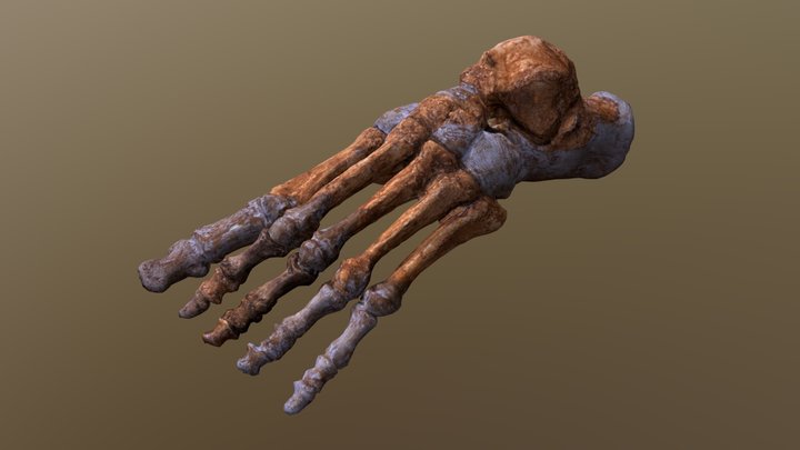 Neanderthal Foot 3D Model