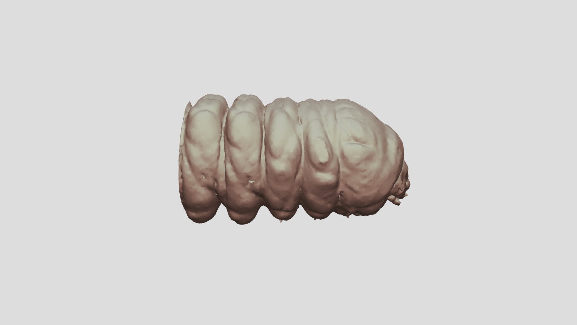 Cacosceles newmannii larva. Sample Nr5