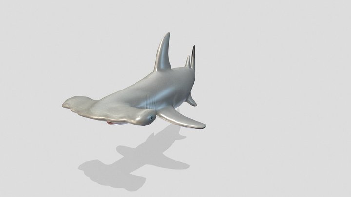 Nagy pörölycápa 3D Model