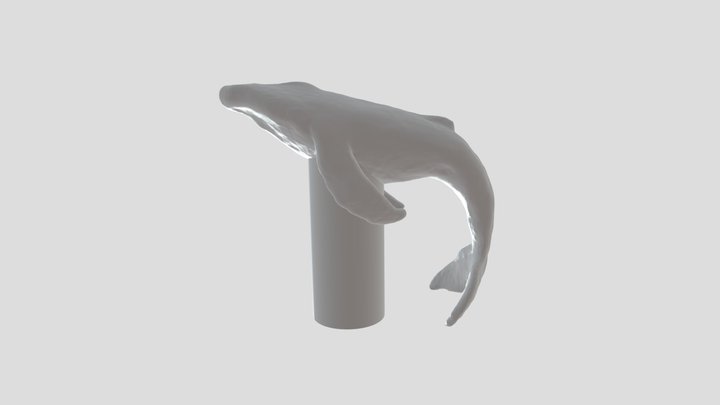 Humpback whale 3D Model