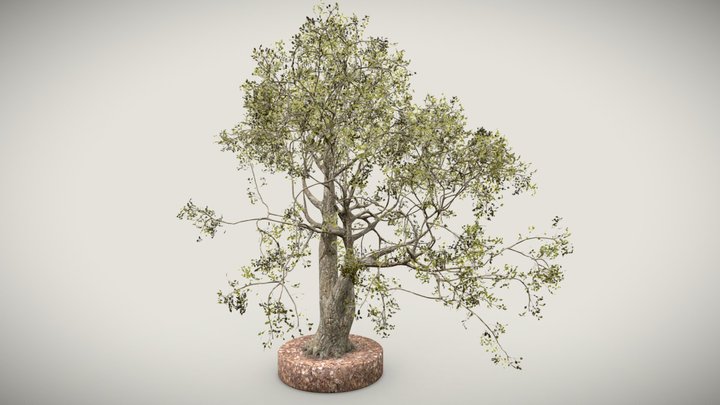 Tree 5 3D Model
