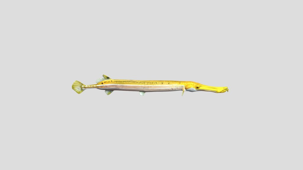 Trumpet Fish