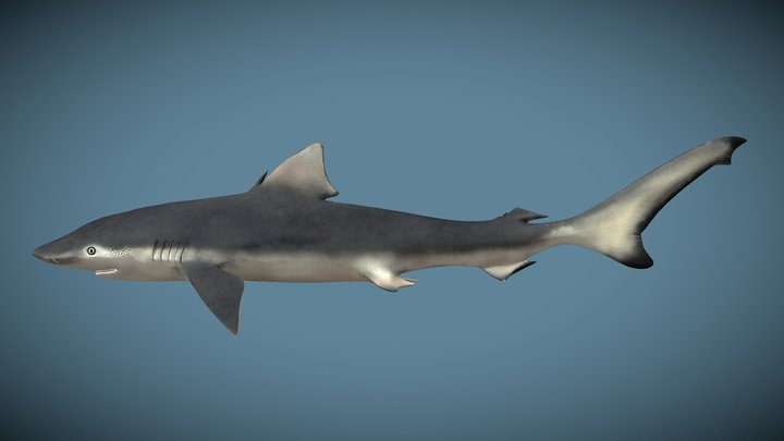 Scoliodon laticaudus – Free 3D Model STL