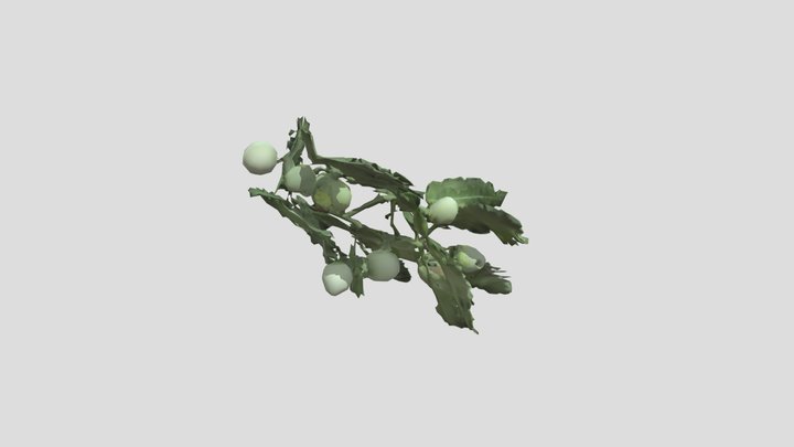 Amla Branches with amla fruit 3D Model
