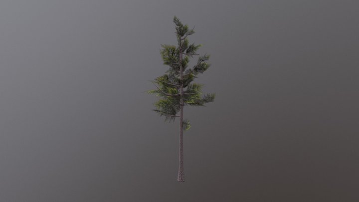 Tree Tex 3D Model