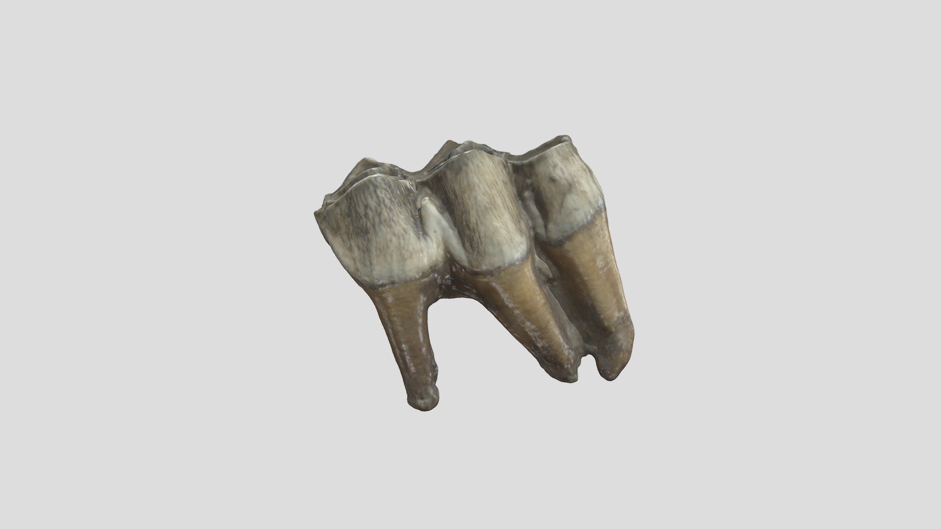 Elk Tooth - Download Free 3D model by UIPaleoRepository [e4e2a98 ...