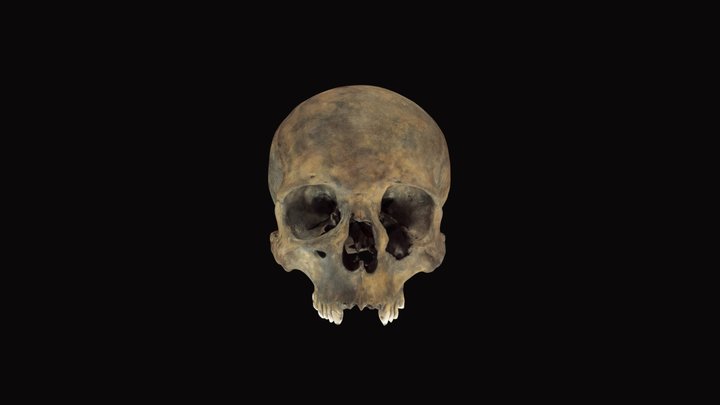 Silchester: Late Iron-Age skull, from the ditch 3D Model