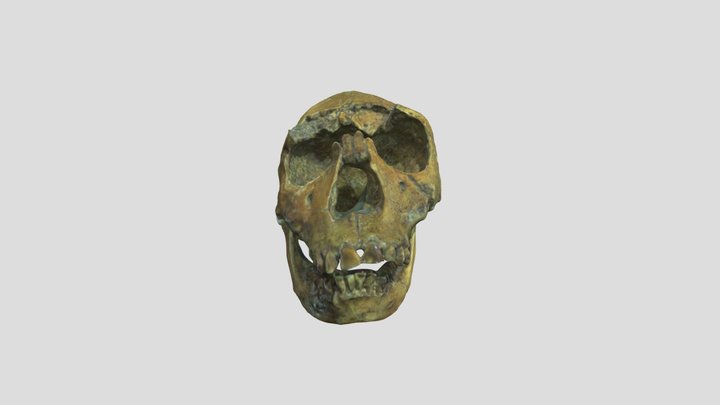 Homo ergaster 3D Model