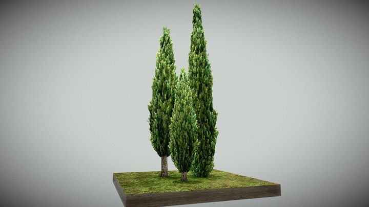 Mediterranean Cypress 3D Model