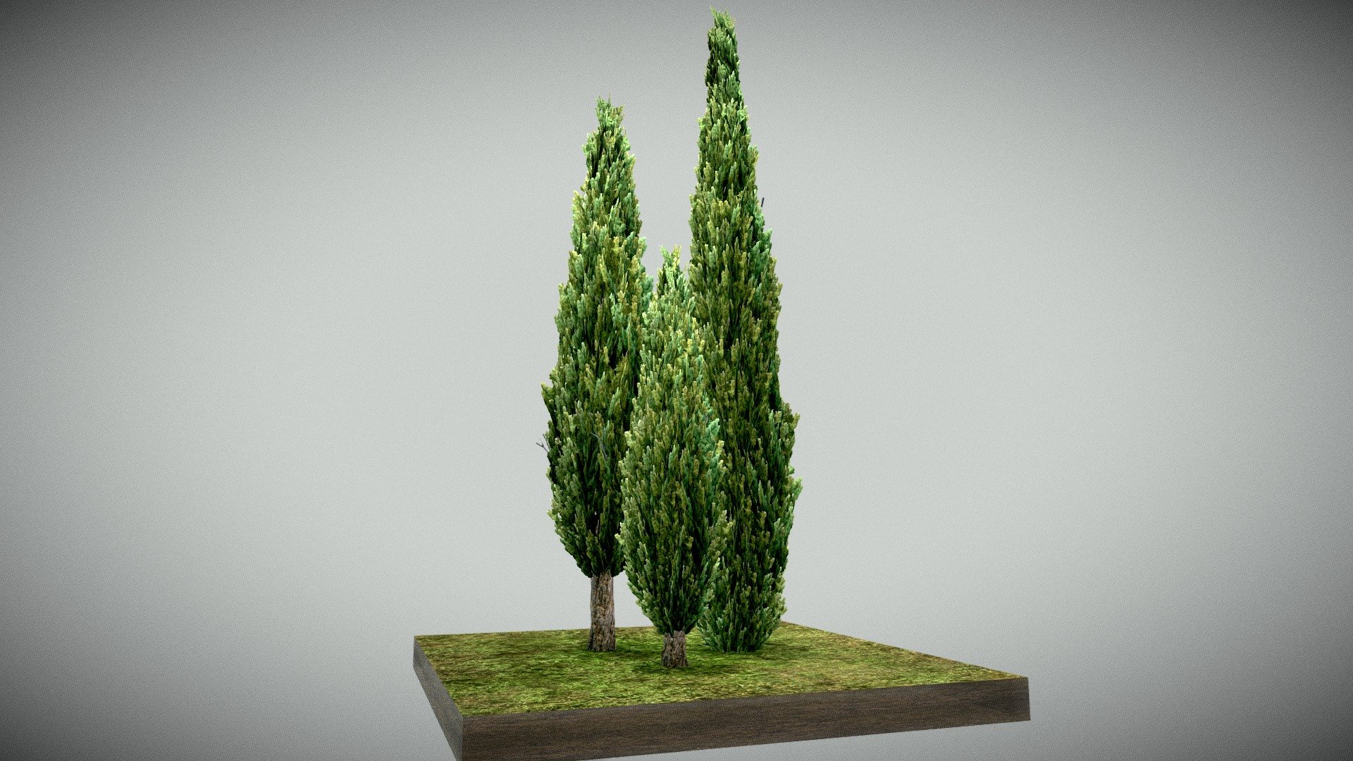 Mediterranean Cypress - 3D model by DC Computer Graphics (@DC ...