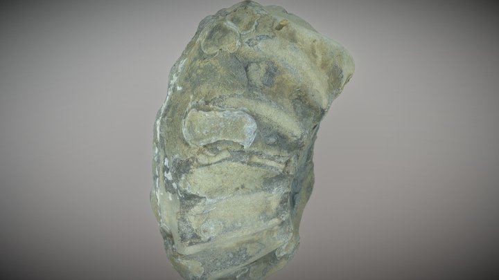 Ammonite Fossil Section 3D Model