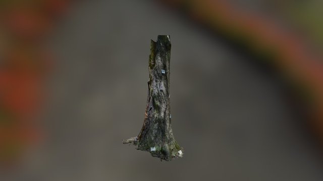 Tree Concept 3D Model