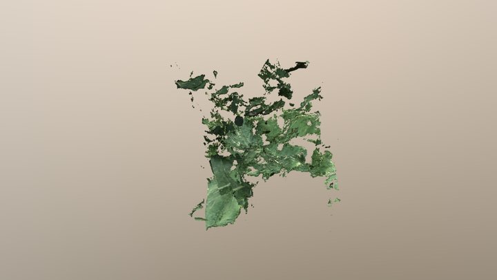 Leaves 3D Model