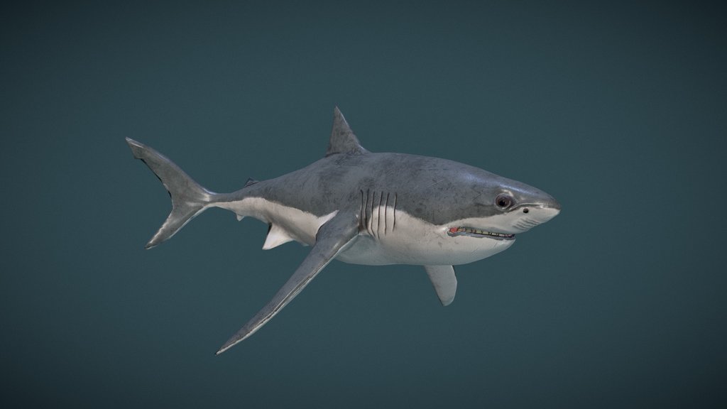 Great White Shark
