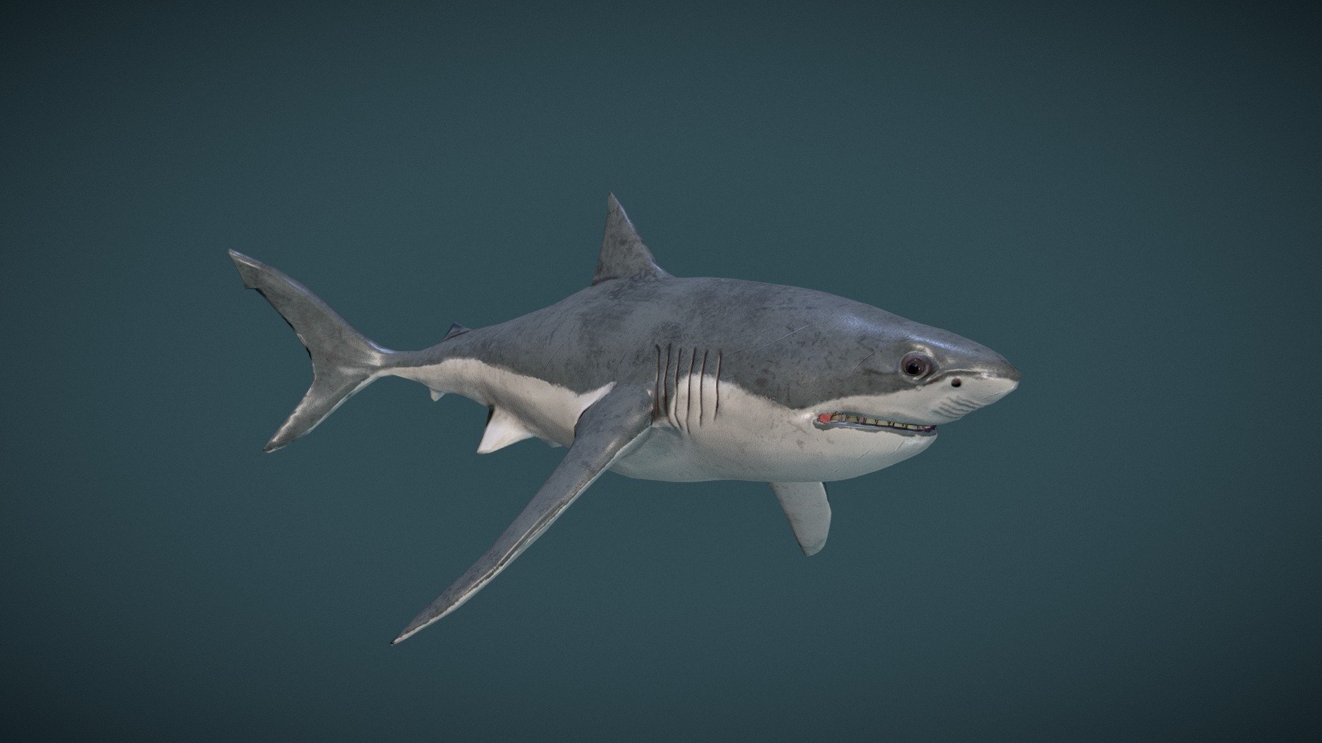 Great White Shark, 3D CAD Model Library