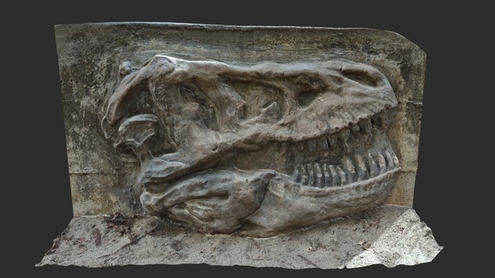 T-Rex Dinosaur Skull Relief 3D Model