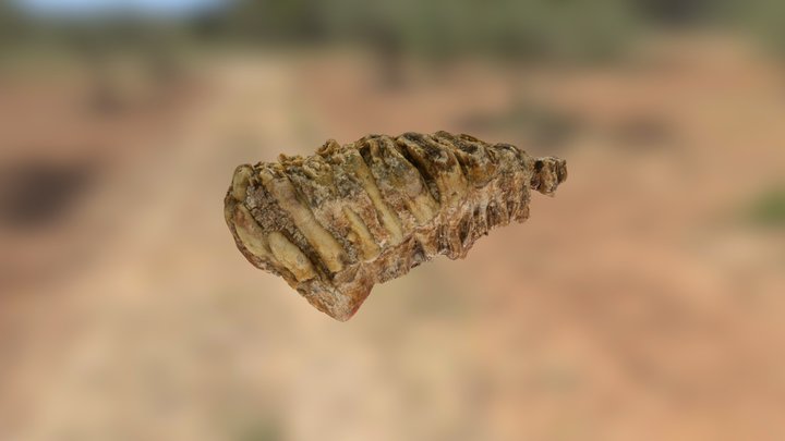 Molar of Mammuthus meridionalis, central Italy 3D Model