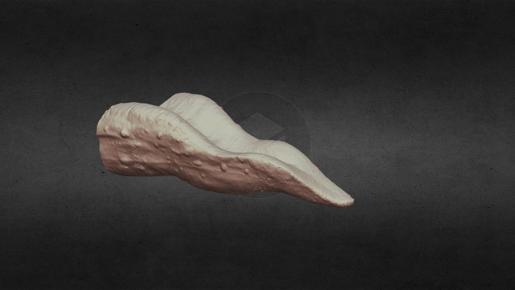 Jurassic park t rex maquette tongue 3d scan