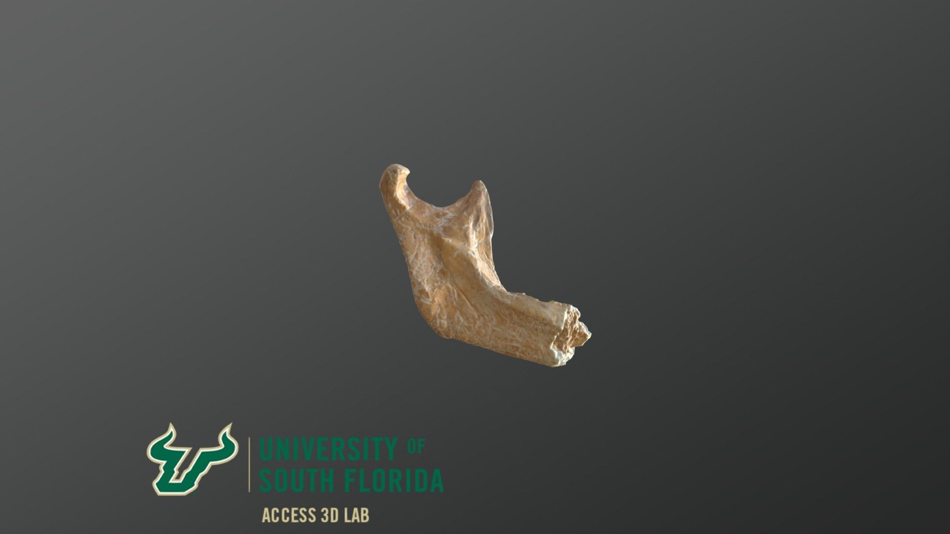 Medieval Human Mandible 2