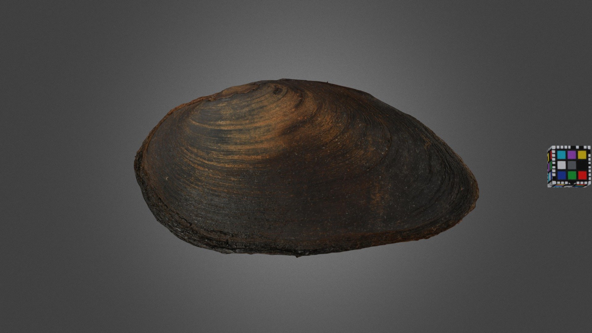 コガタカワシンジュガイ Freshwater Pearl Mussel