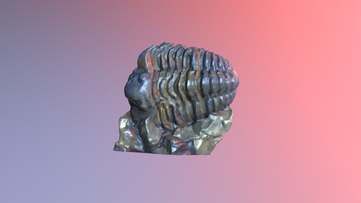 Fosil de Marruecos 3D Model