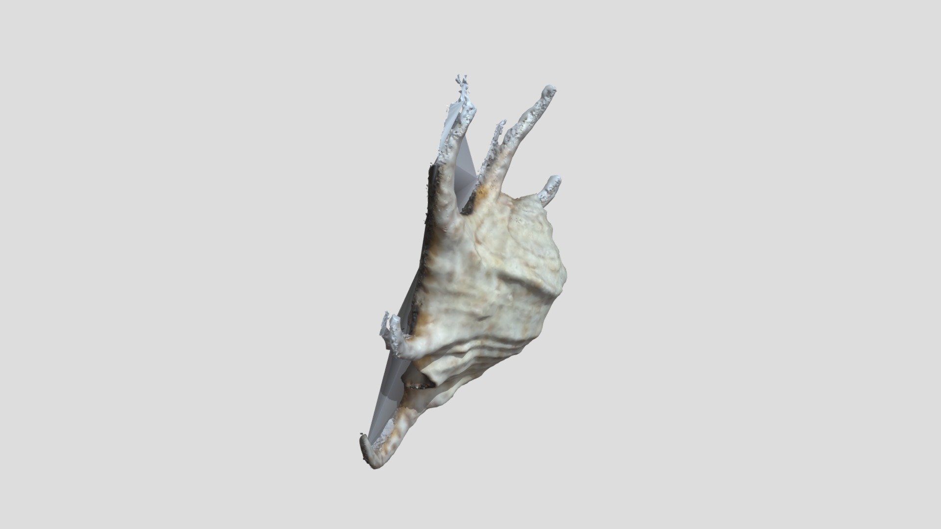 ShellModel - 3D model by kassi_hnk [e505e84] - Sketchfab