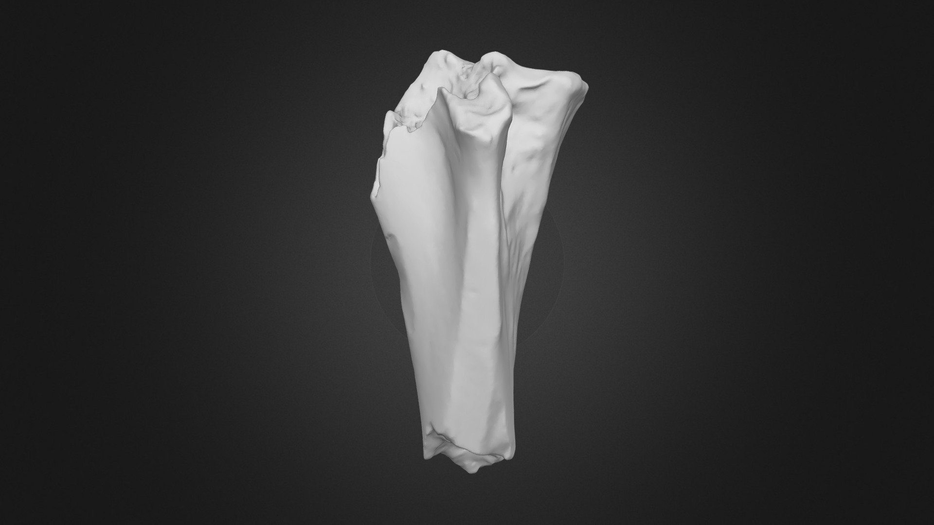 Risch-Rotkreuz, Mammut-Elle / mammoth ulna