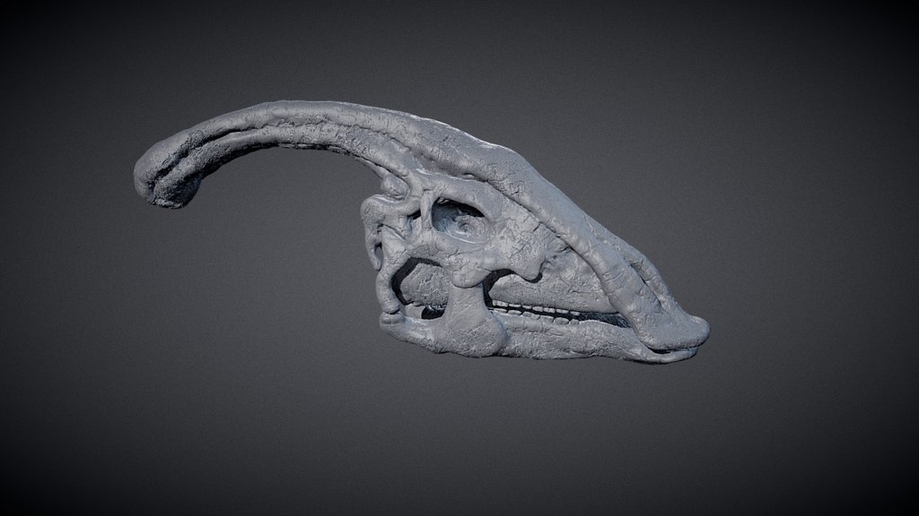 Parasaurolophus Skull