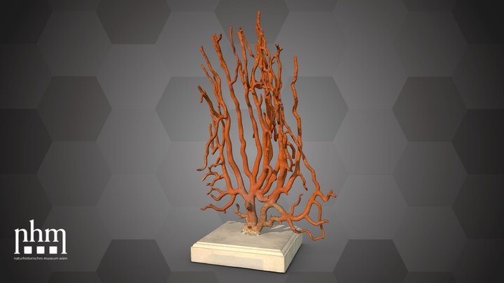 Precious red coral (NHMW-ZOO-EV-0000148) – Gratis 3D-model STL