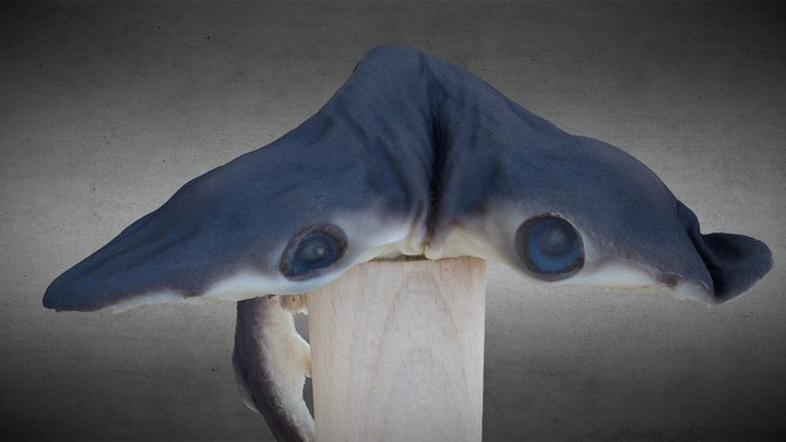 Two-heads shark (prionace glauca dicephalus) 3D Model