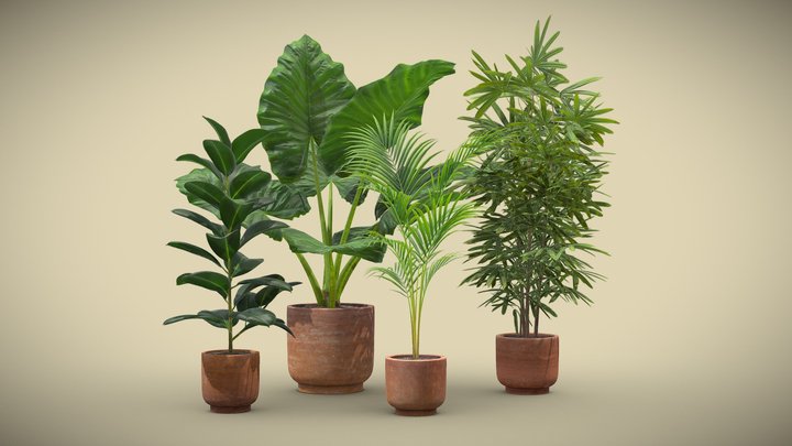 Indoor Plants Pack 26 3D Model