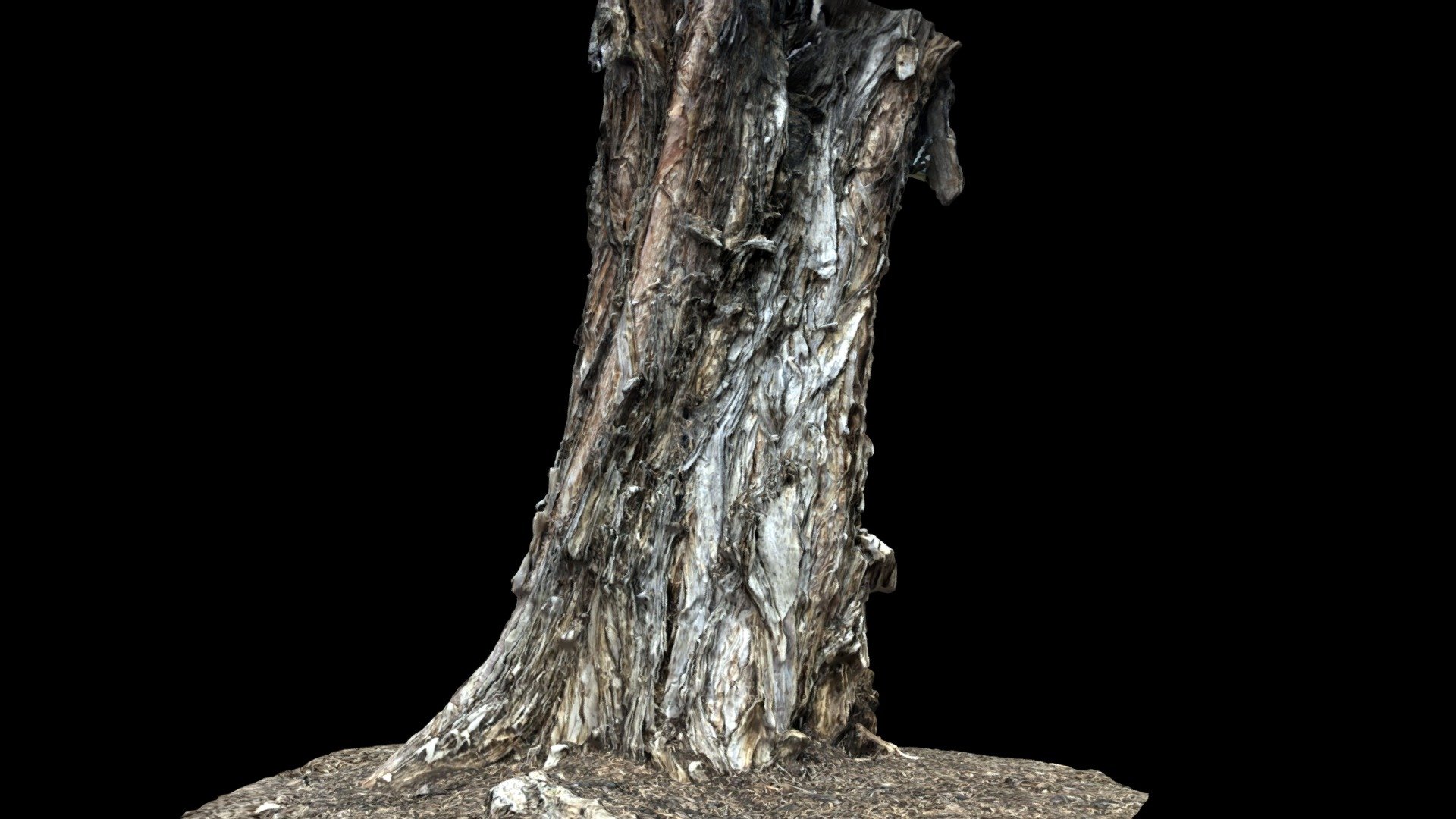 Melaleuca (Paper Bark Tree)