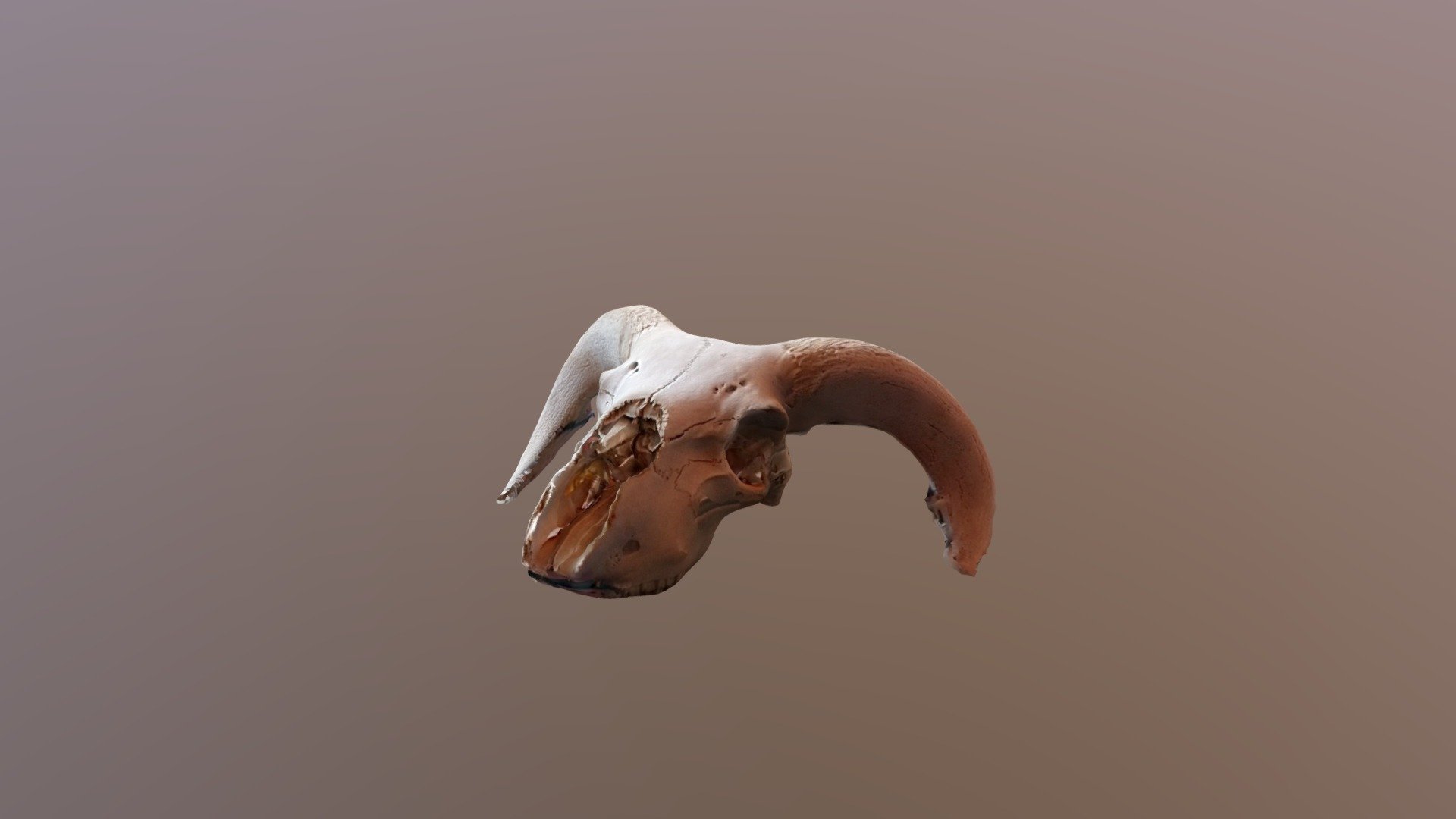 sheep scull