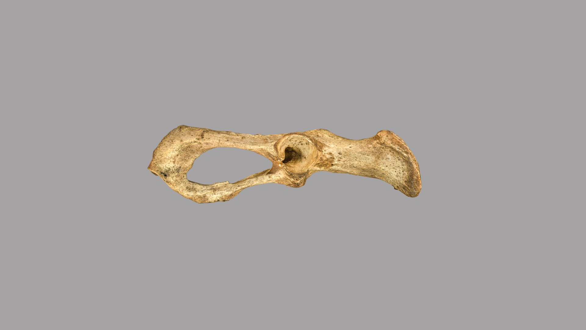 Walrus pelvis - 3D model by 4-OCEANS Virtual Reference Collection (@4 ...