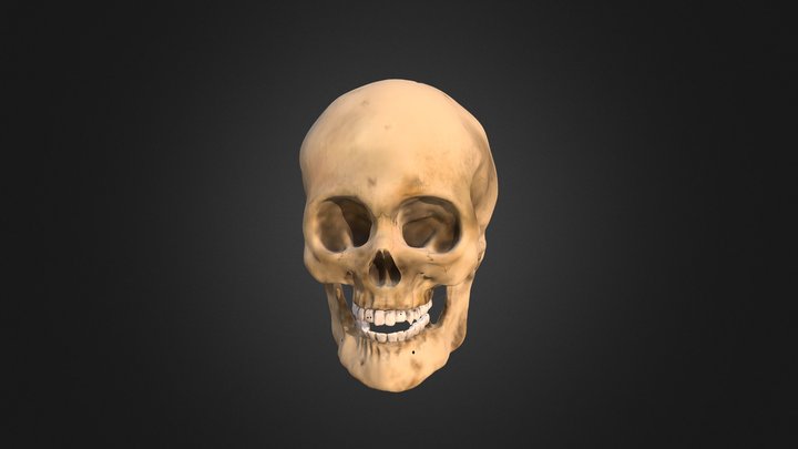 Skull Study 3D Model