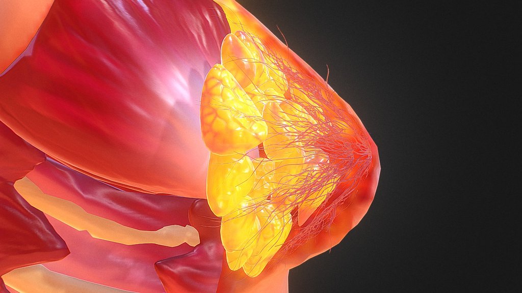 Human Female Breast Anatomy - 3D model by Anatomy by Doctor Jana (@docjana)  [e521dde]