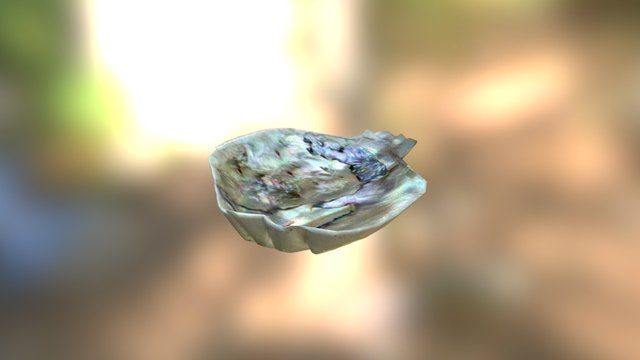 Shell 3D Model