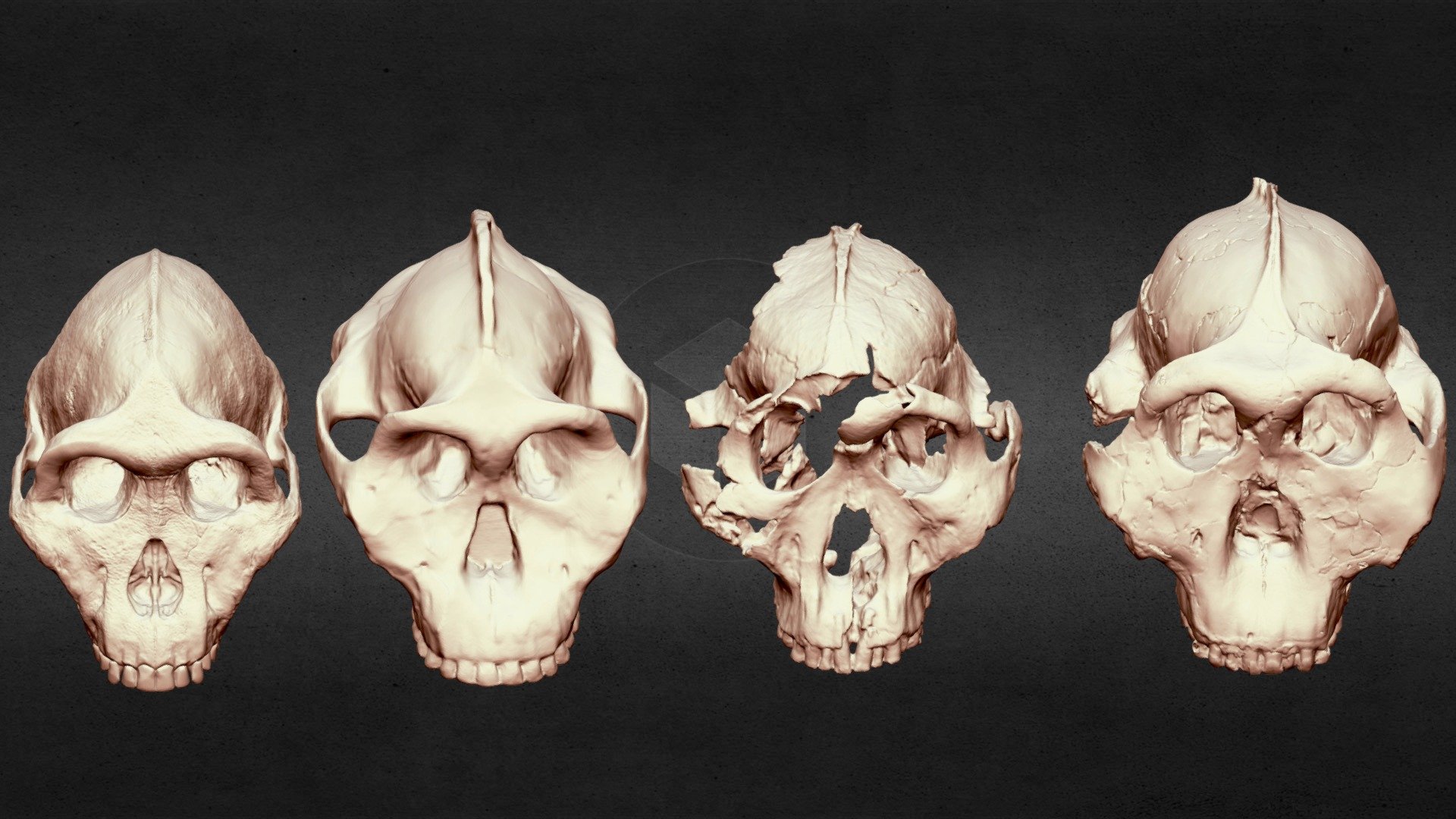 Paranthropus Comparison — Sketchfab embed 3D viewer