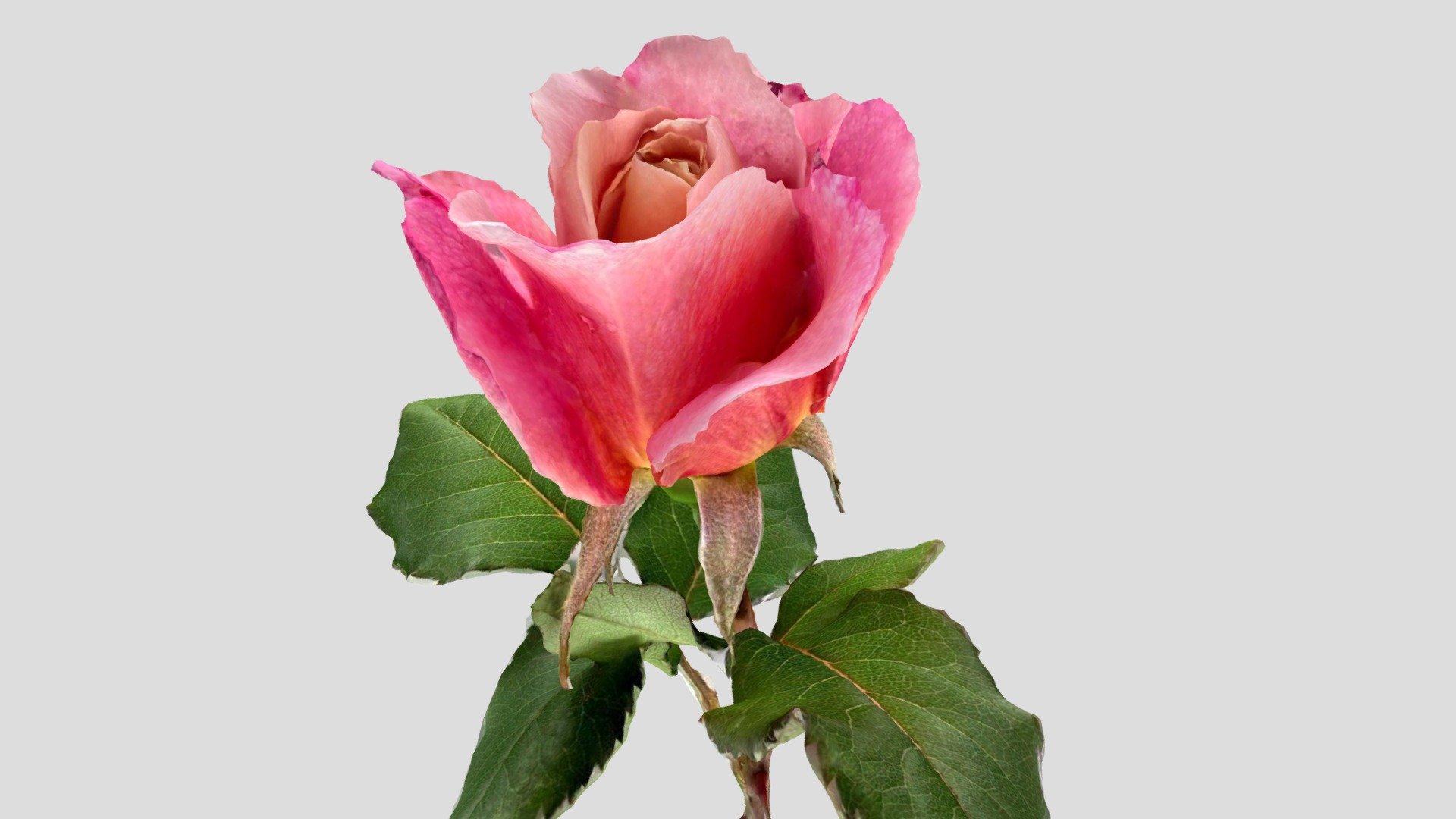 Distant Drams Rose