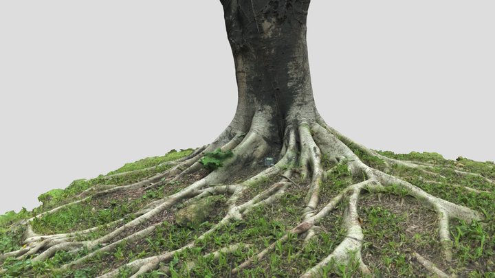 Tree 13 Scan – Modello 3D gratuito STL
