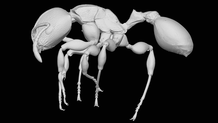 Terataner elegans Bernard, 1953 3D Model
