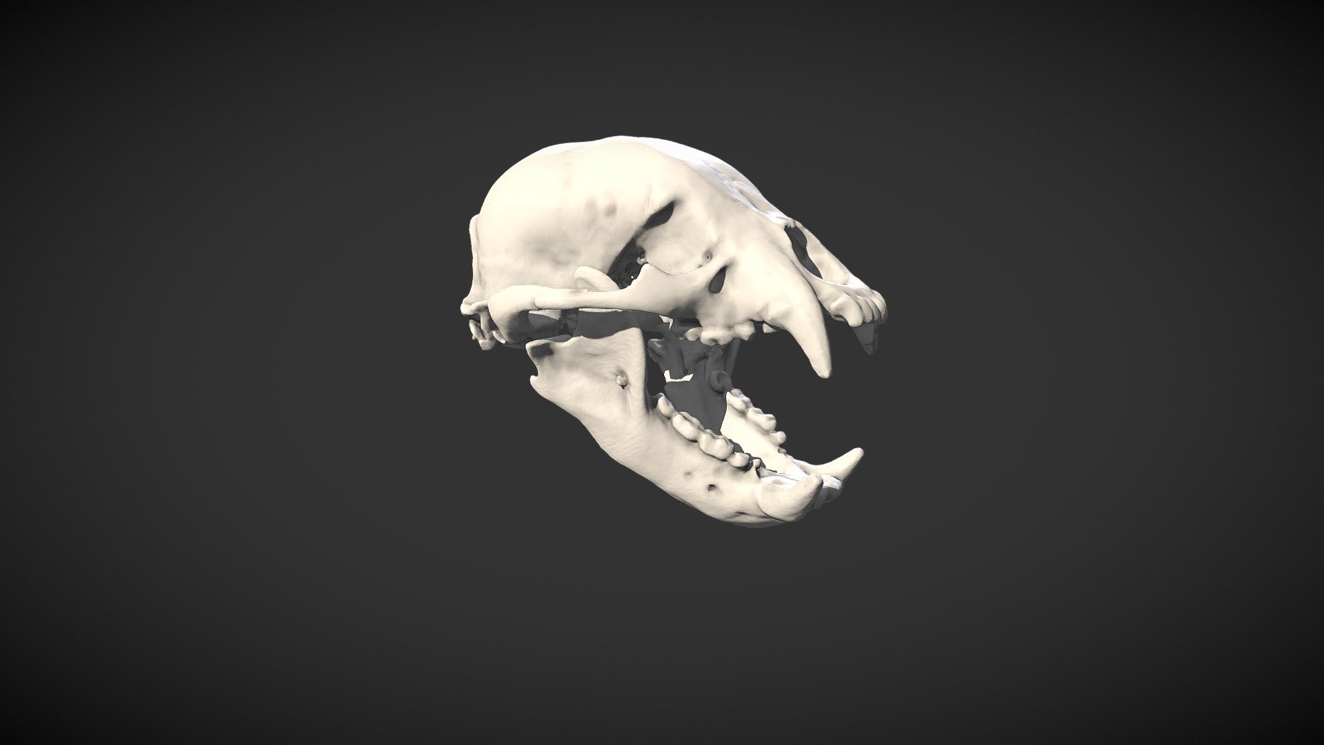 Crâne d'ours à collier - Asian black bear Skull